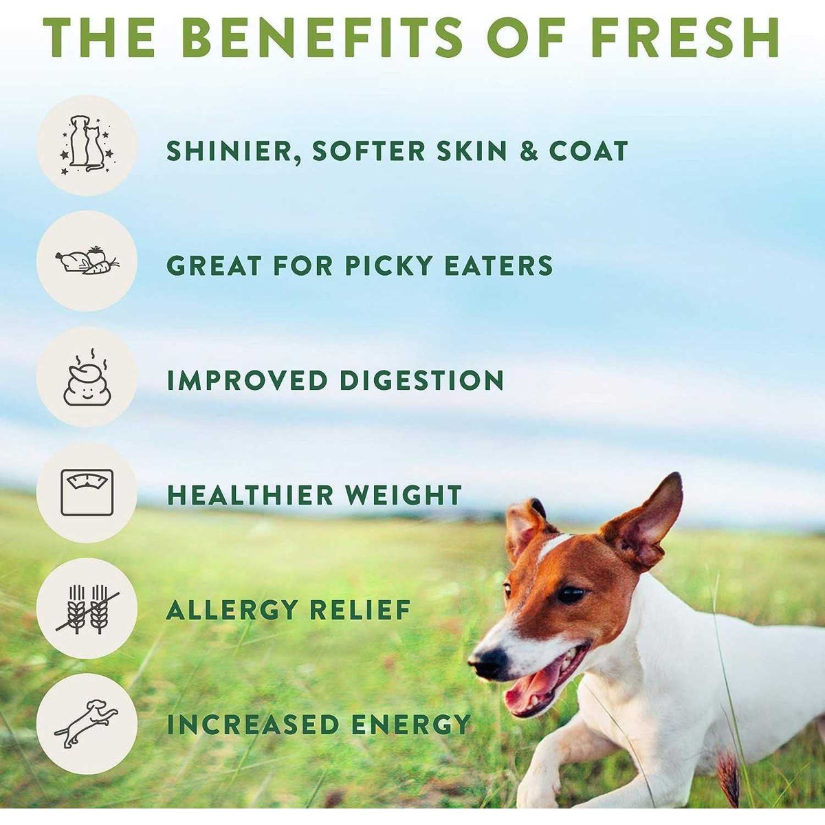 Chunky Beef Recipe Dog Food Z871976