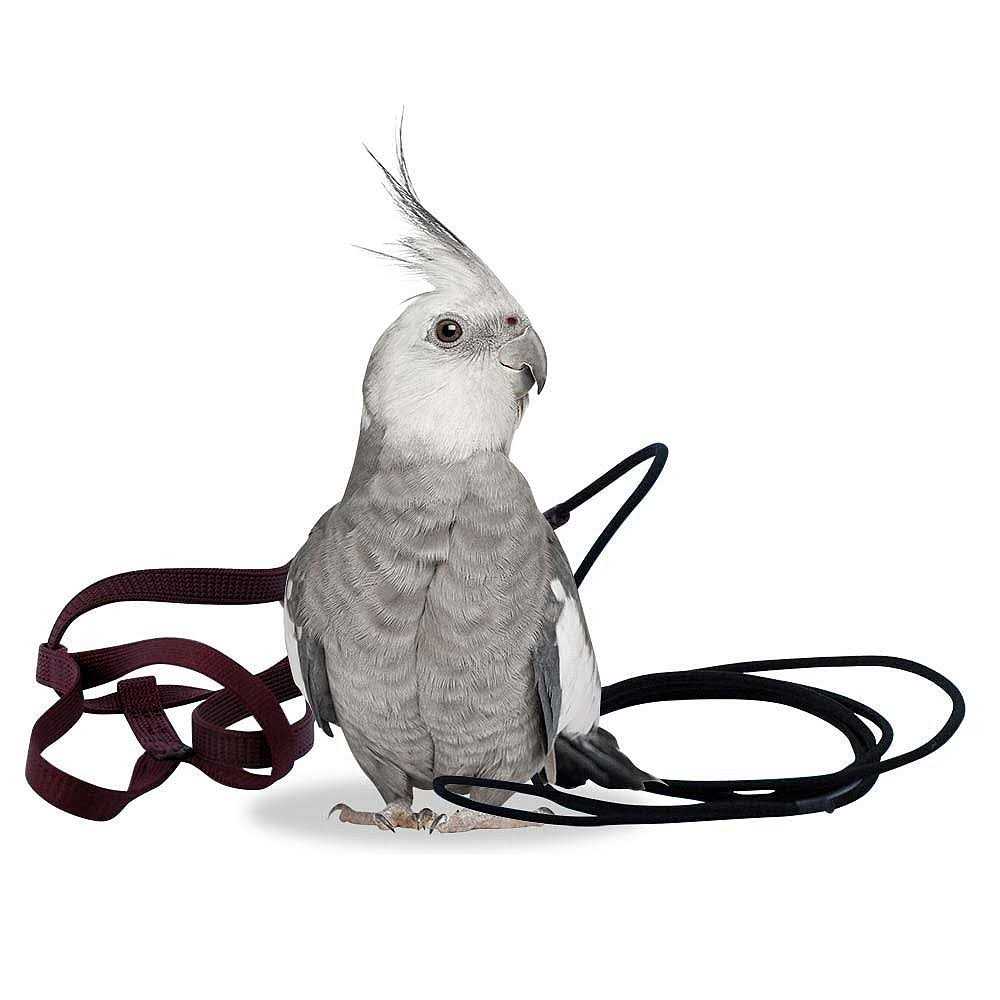 Bird Harness and Leash F163561
