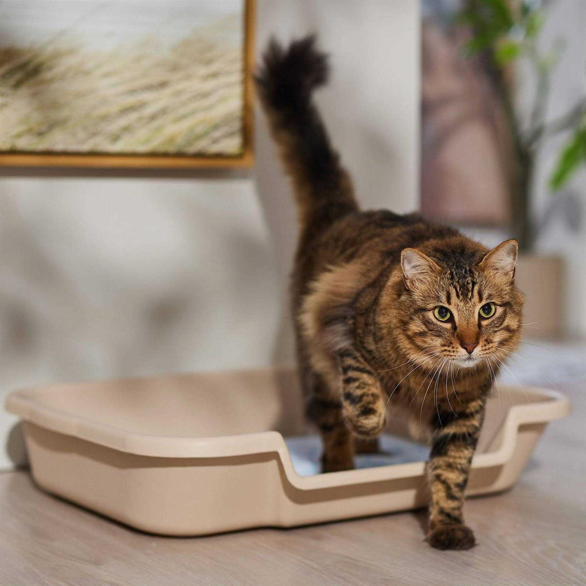 Senior Cat Litter Box T30823